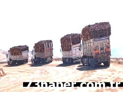 Şırnak'ta Ağaçlara Ne Oldu? Orman Kesimi Alarmı!