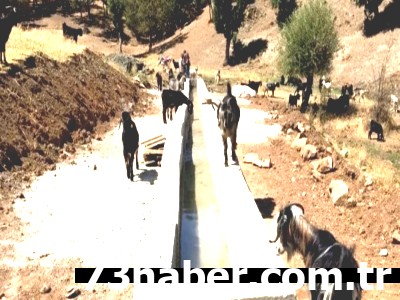 Şırnak'tan Müjde: Susuz Köy Kalmayacak! ????