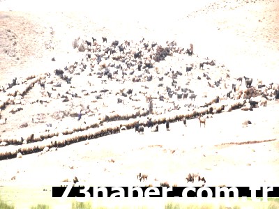 Şırnak'tan Yaylalara Göç Başladı: 30 Günlük Zorlu Ama Keyifli Yolculuk!