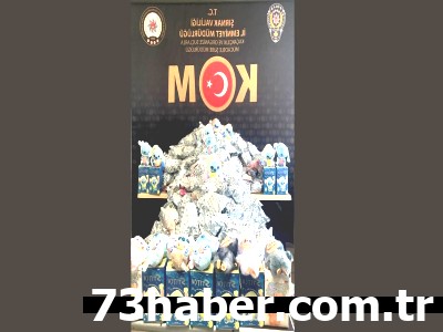 Şırnak'ta Zehir Tacirlerine Şafak Baskını: 29 Kişi Yakalandı!
