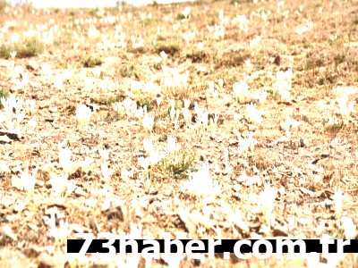 Şırnak'ta Veda Zamanı: Göçerler Hangi Çiçek Açınca Yaylaya Veda Ediyor?